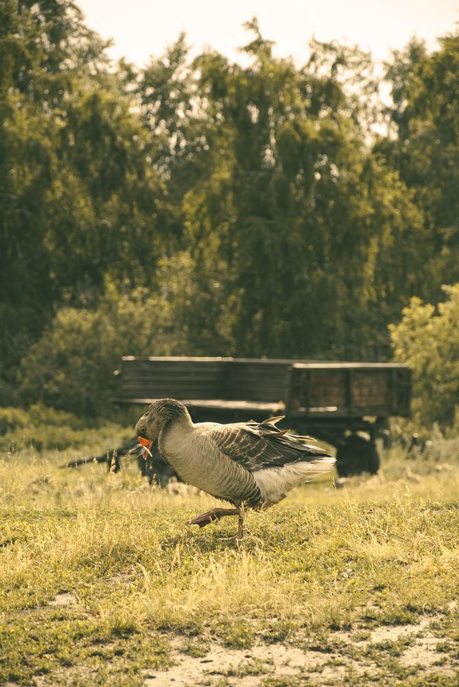 Photograph by Крутяков Арсений