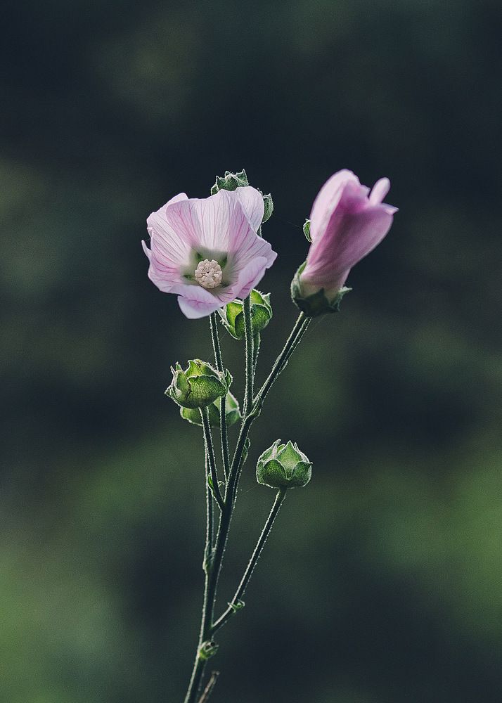 Photograph by Диана Минабутдинова
