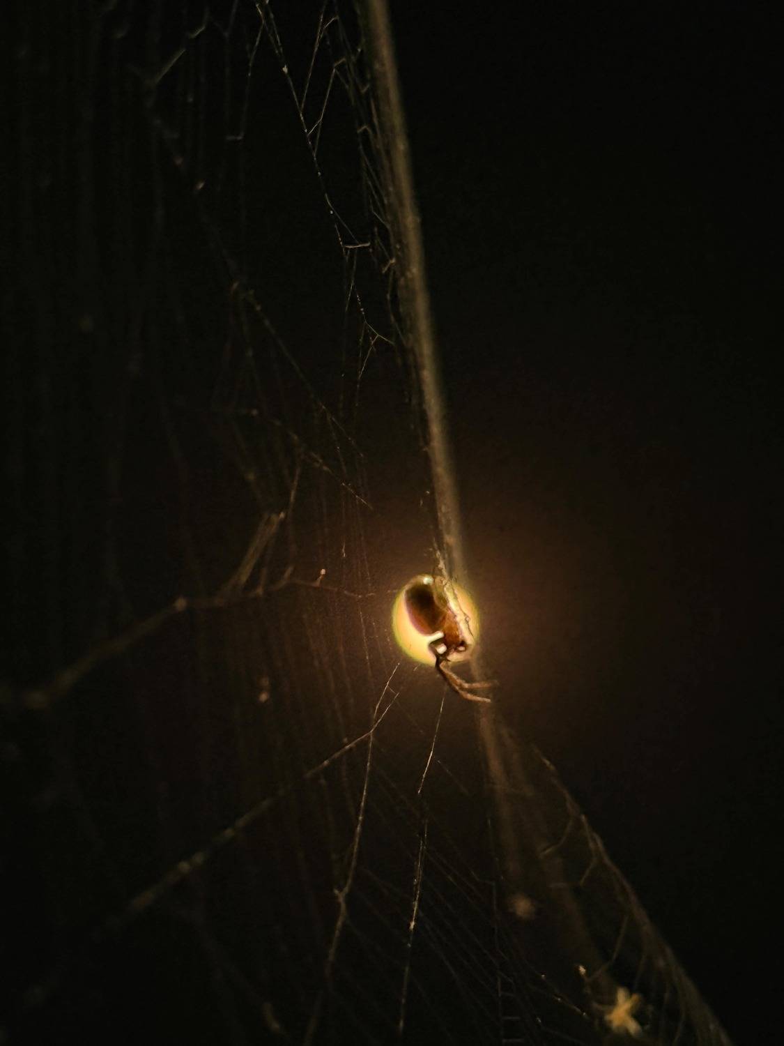 “Golden Spider in the Dark” ya “Nature’s Silent Hunter”