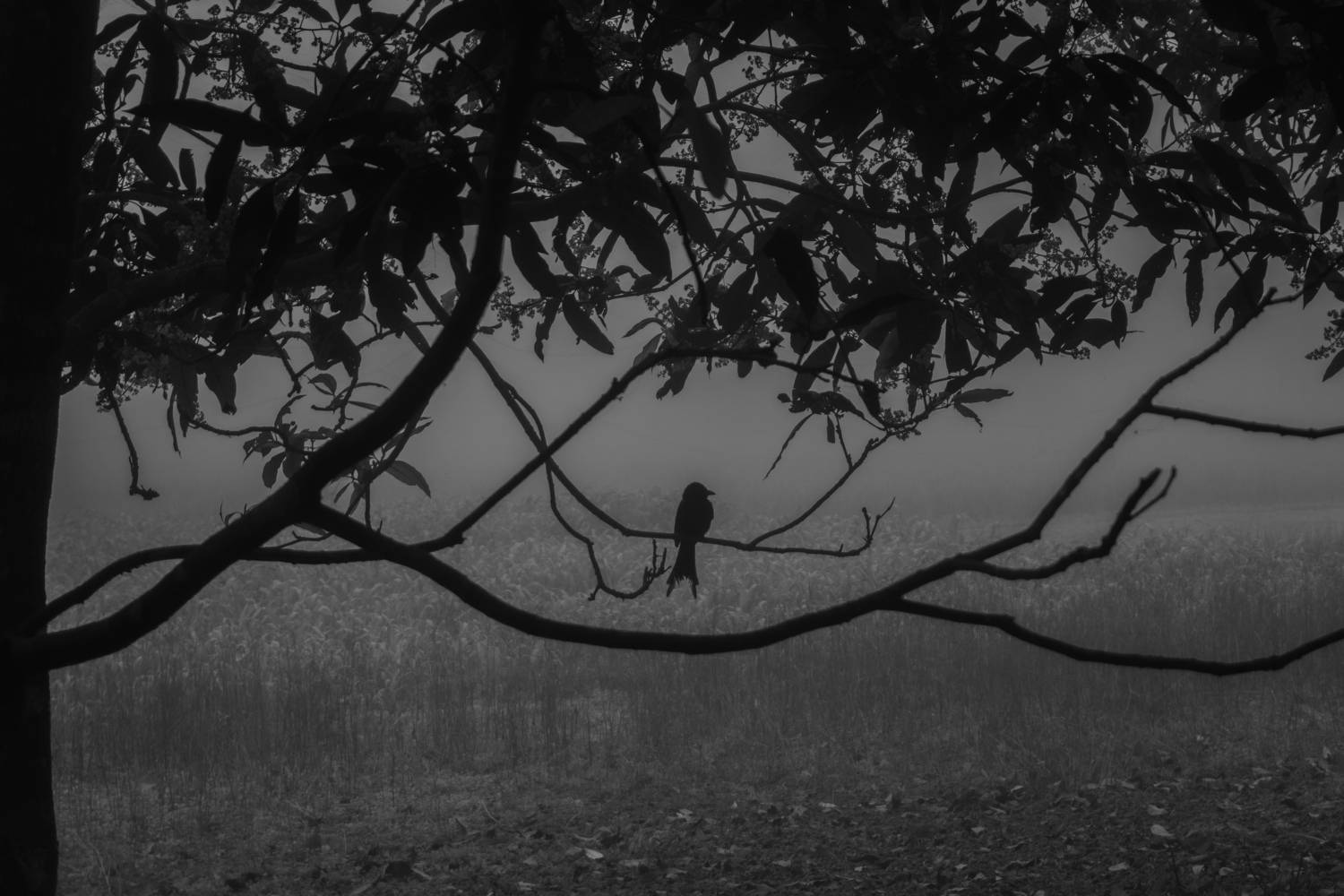The Solitary Note