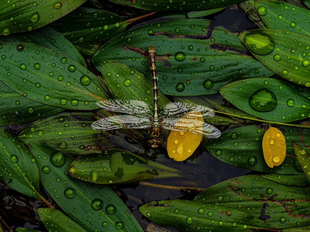 The guardian of fresh waters