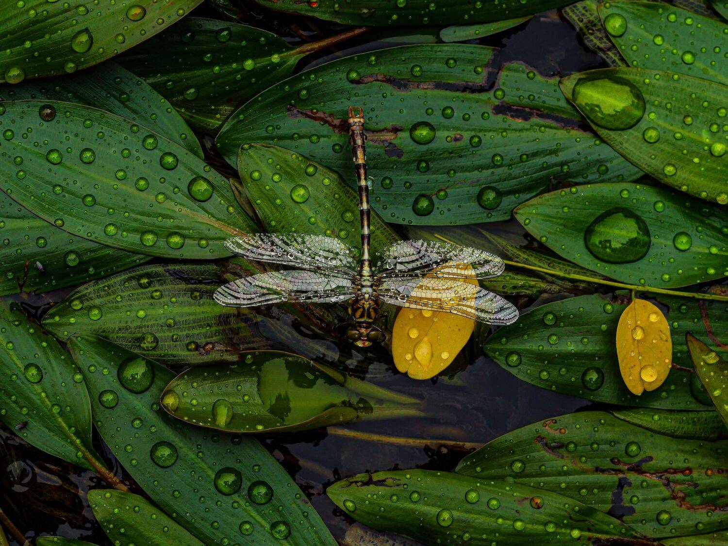 The guardian of fresh waters