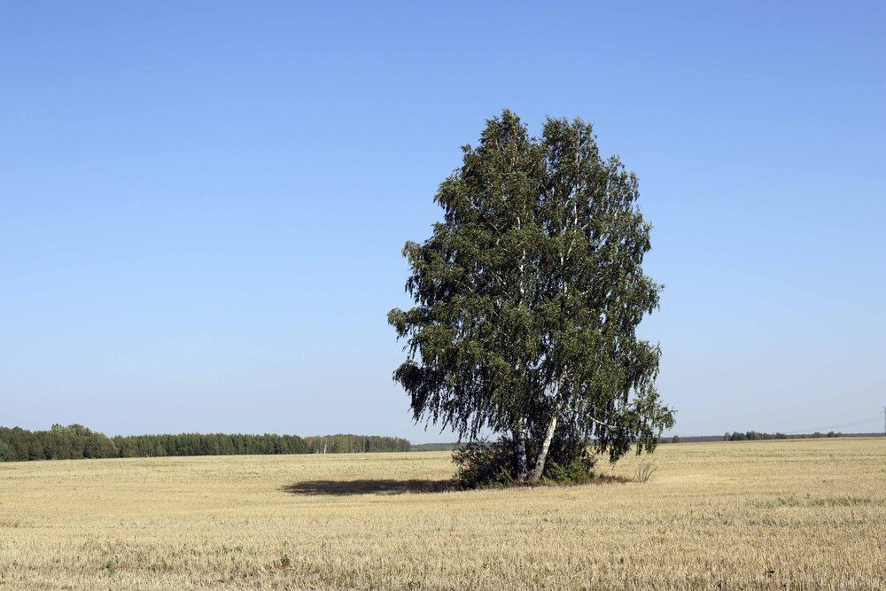 Photograph by Александр Николаев