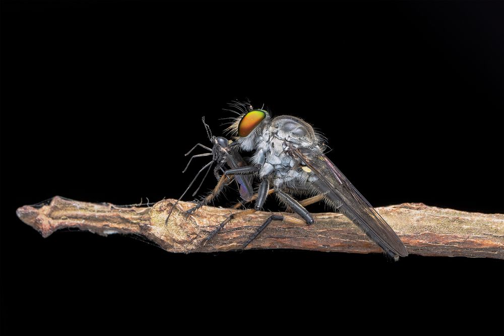 Robber Fly Feeding on Its Prey