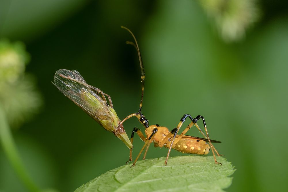 Assassin bug with a prey