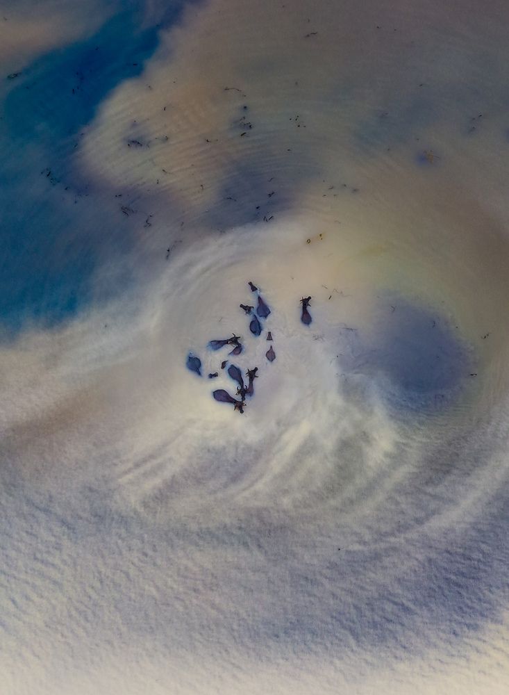 Buffaloes Trapped Between Tides