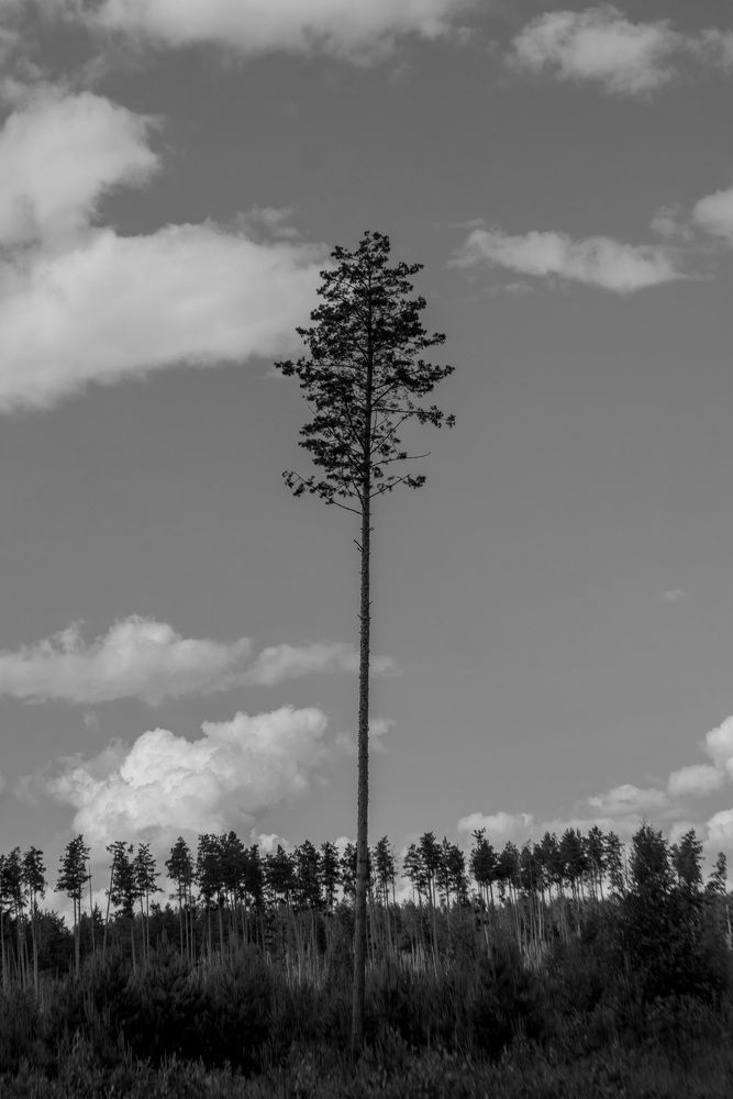 Photo #13661134