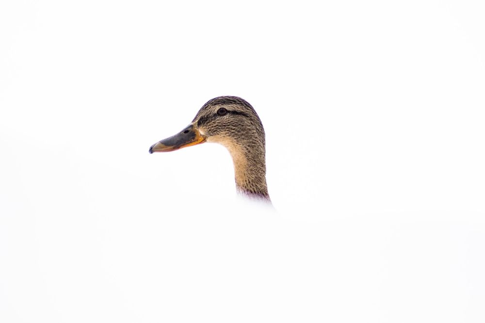 Photograph by Пичугин Артём