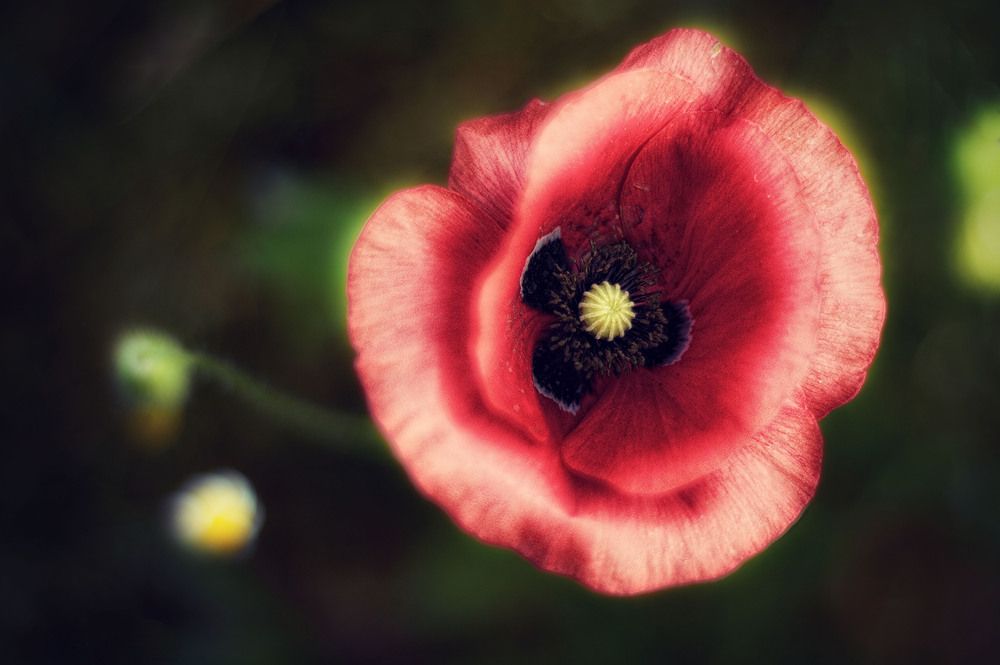 Photograph by Stefano Massa
