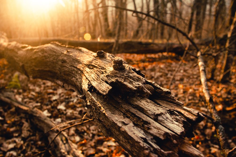 Photograph by Наталья Алхимова