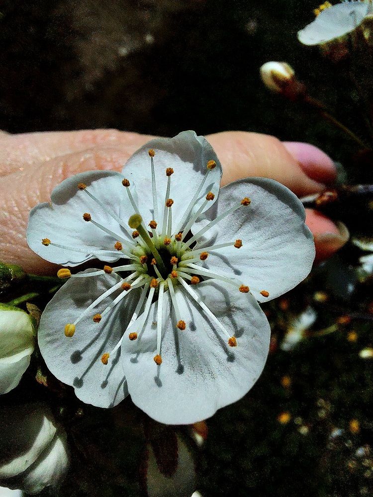 Photograph by Natali Crys