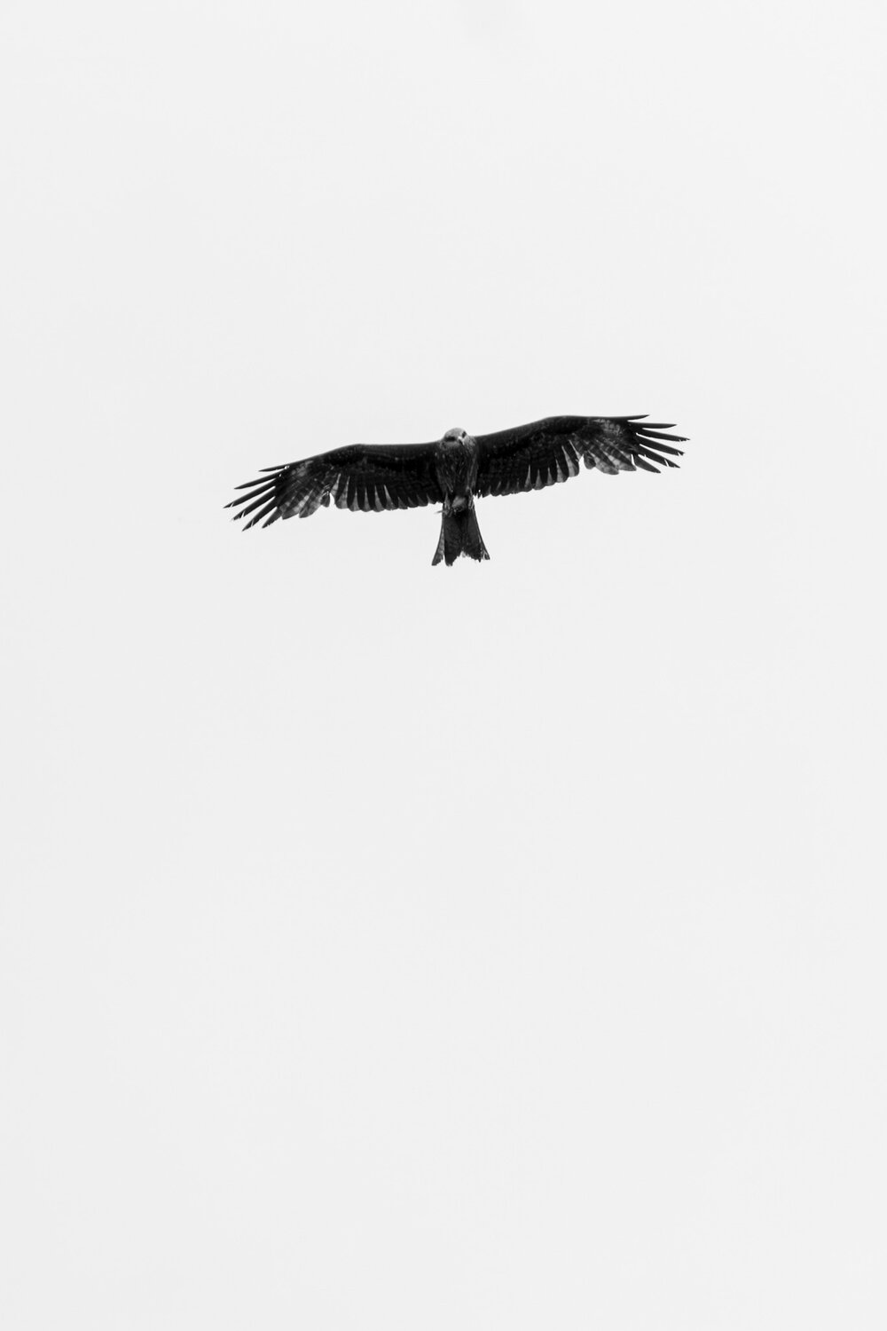 Photo #13661968