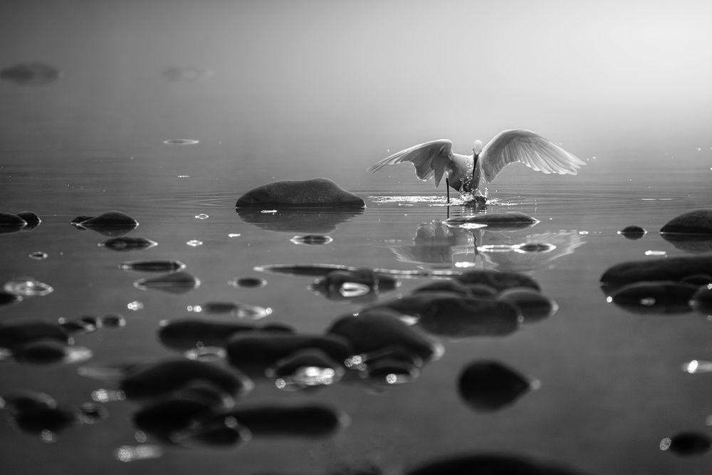 Photograph by mahadevan Arige