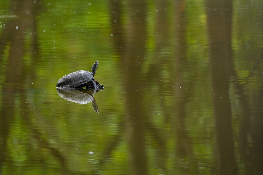 Photograph by mahadevan Arige
