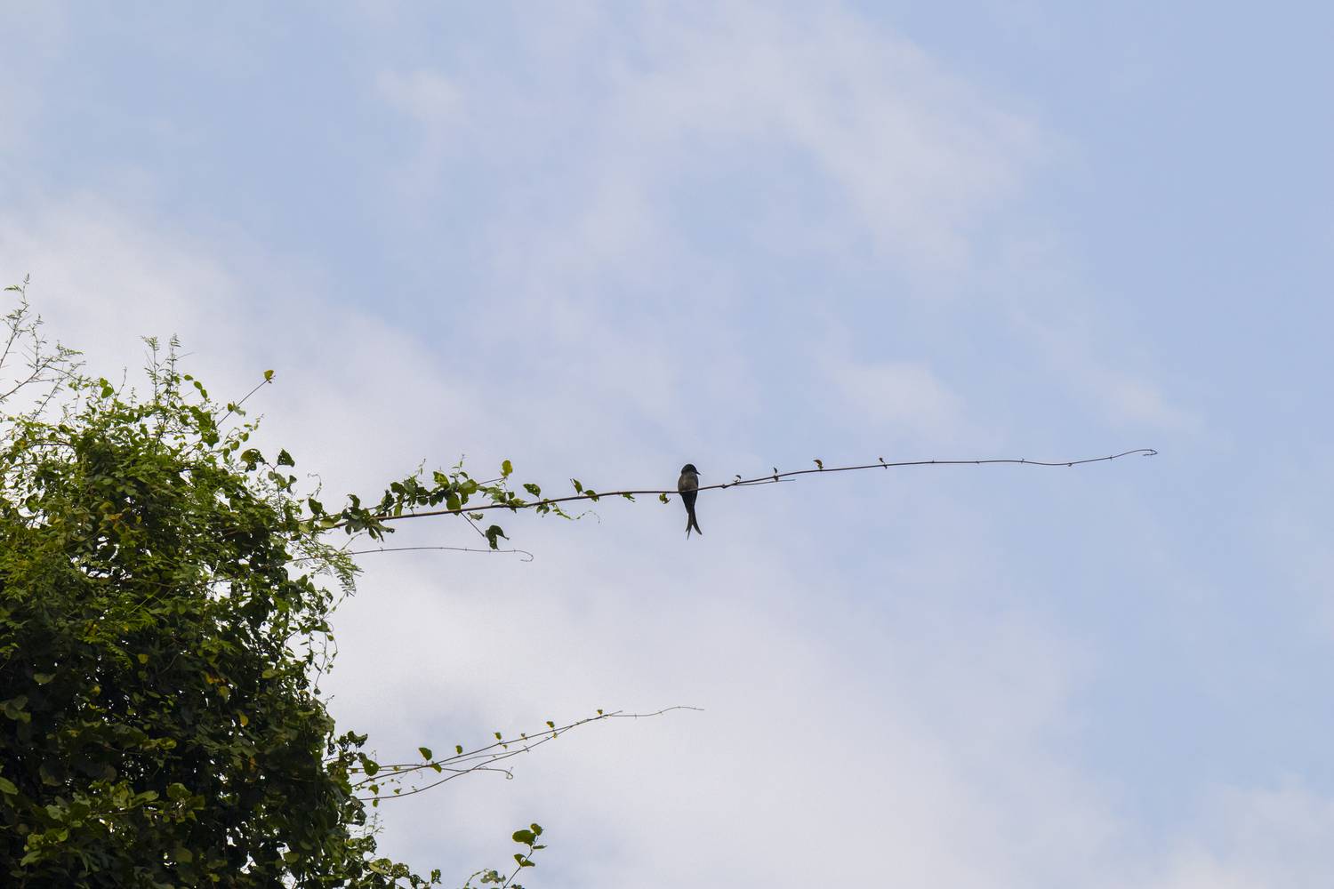 Photo #13662468