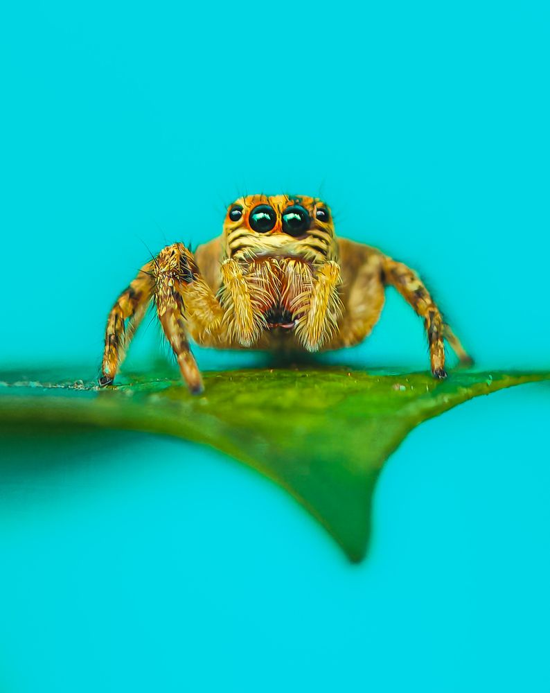 Lone Jumper