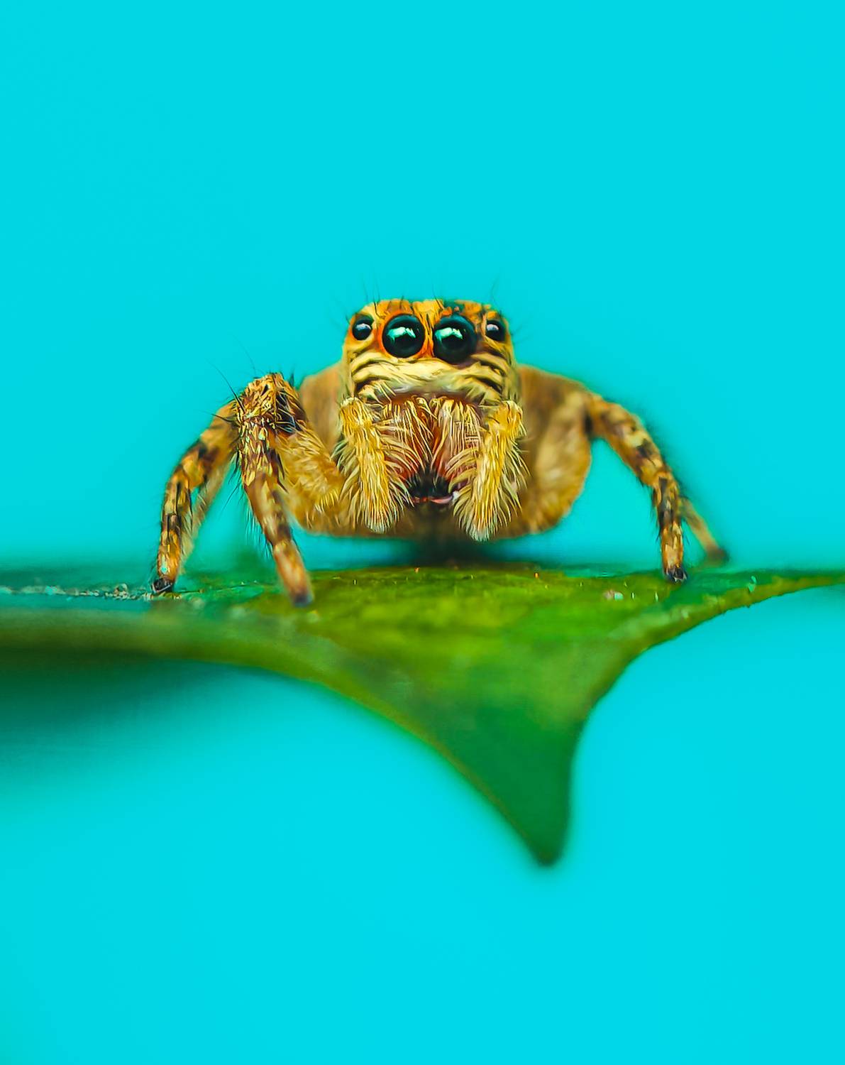 Lone Jumper