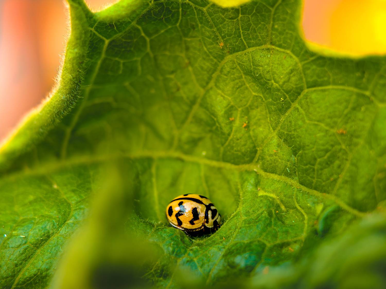 Beetle resting