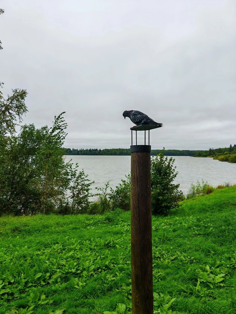 Голубь сидящий на кормушке у городского пруда