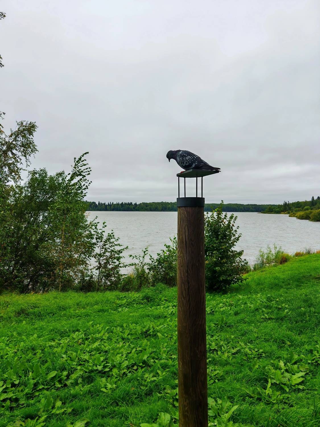 Голубь сидящий на кормушке у городского пруда