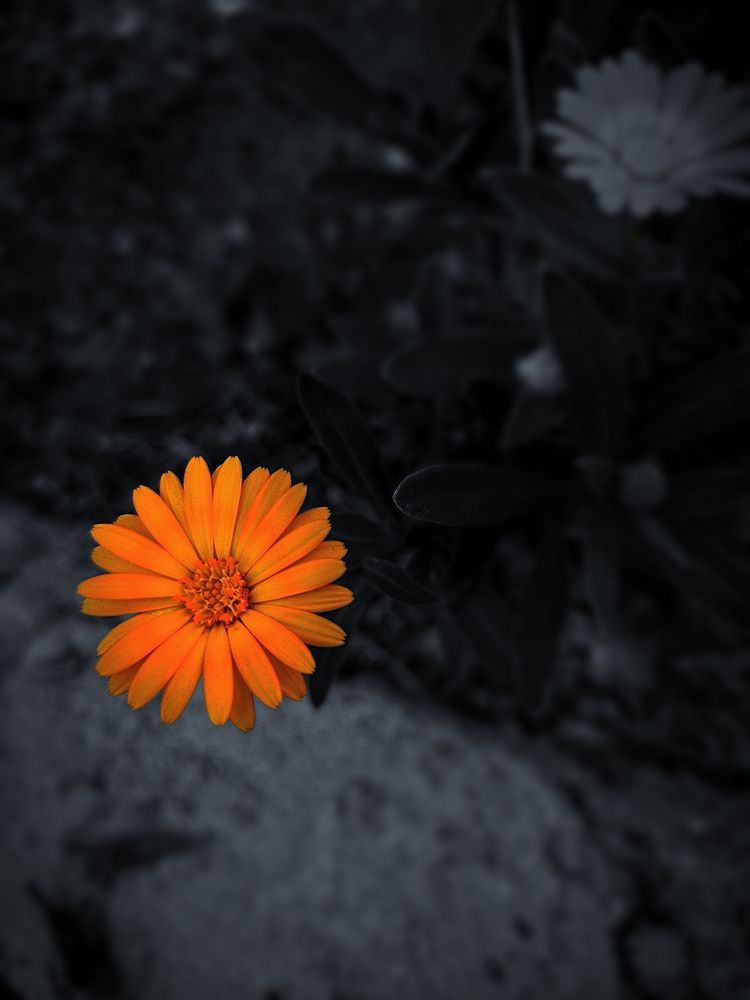 Photograph by ELLA BROD