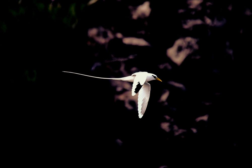 Photograph by Philippe Lucien
