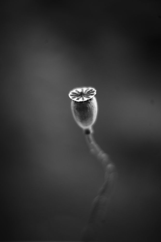 Photograph by Milla Luca
