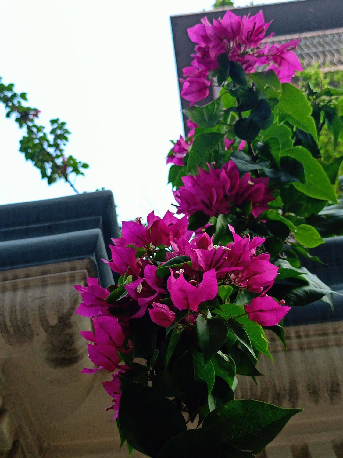 The Bougainvillea Whispers