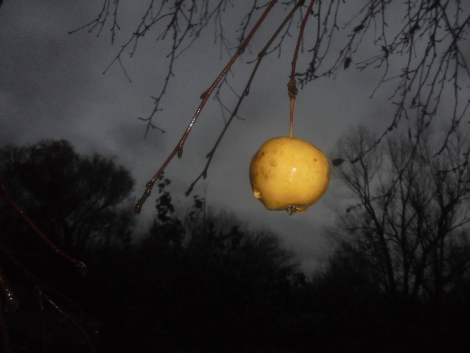Photo #13663051