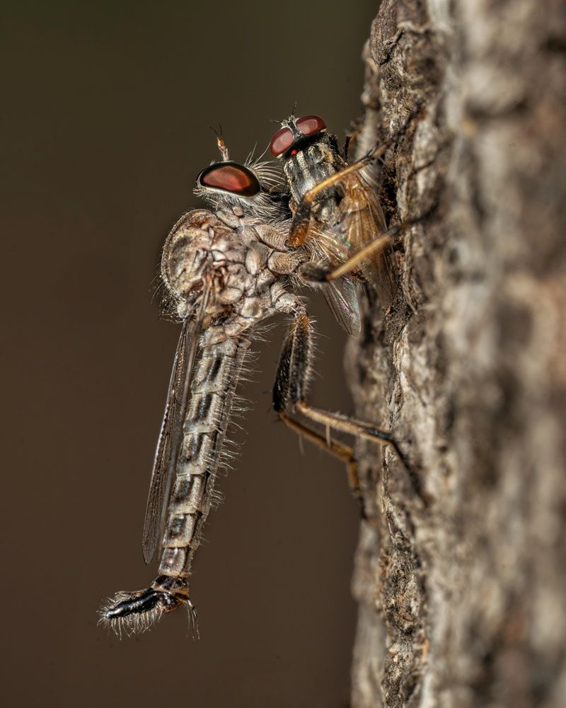 Photograph by mahadevan Arige
