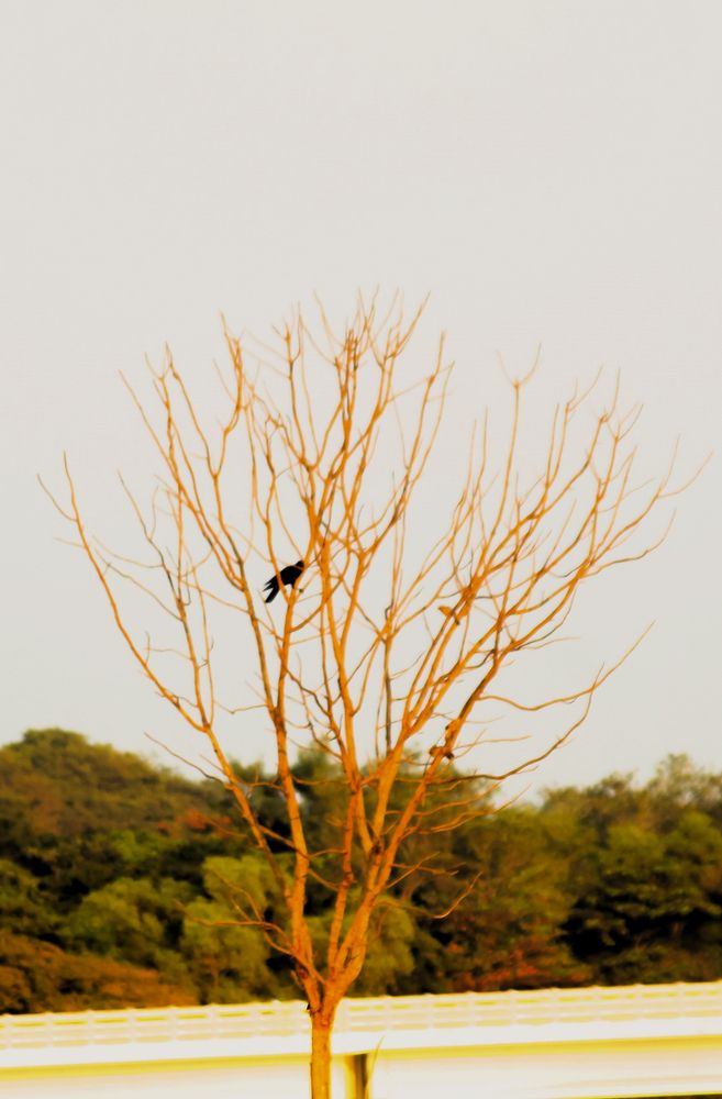 Photograph by Nadarajan Lakshmanswamy