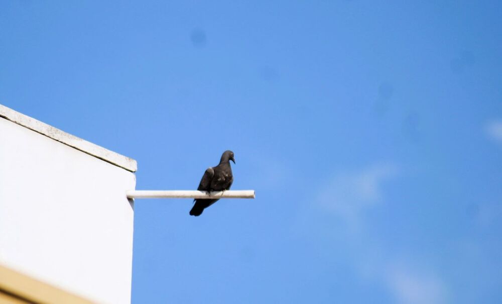 A LONE DOVE