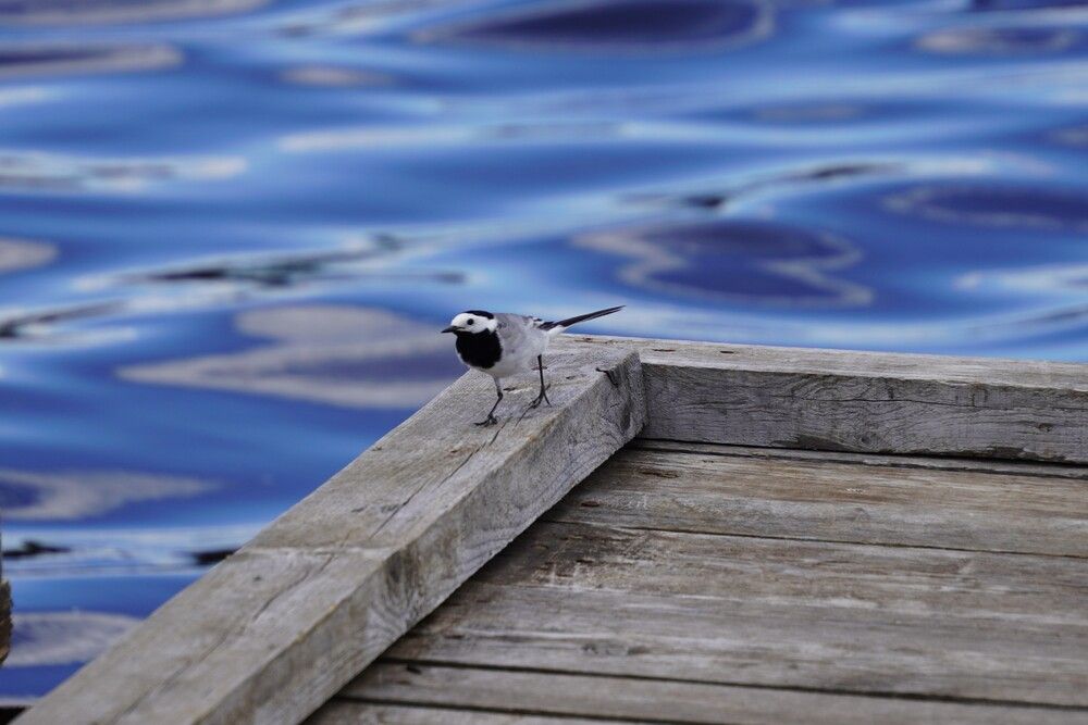 Photograph by Светлана Хохлова