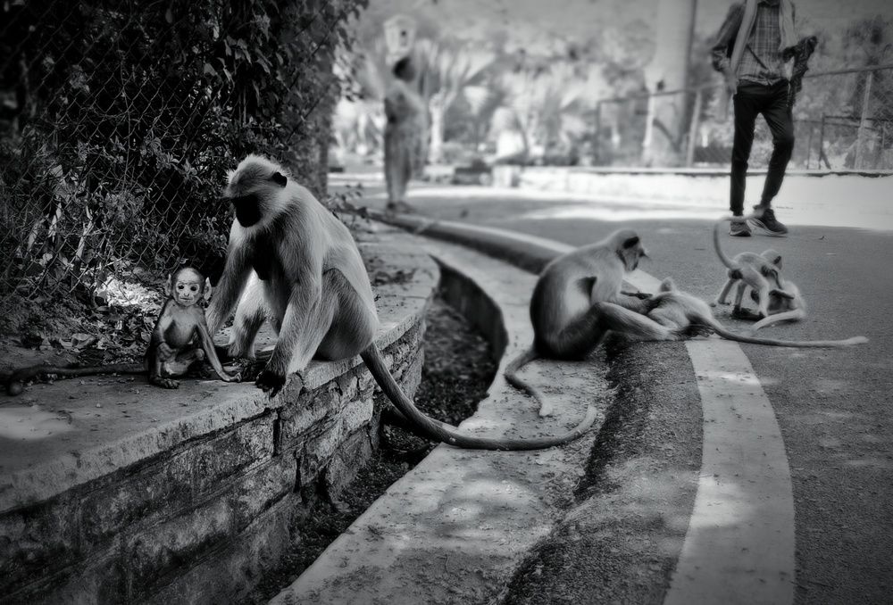 “Street Life: Monkeys and Humanity in Harmony”