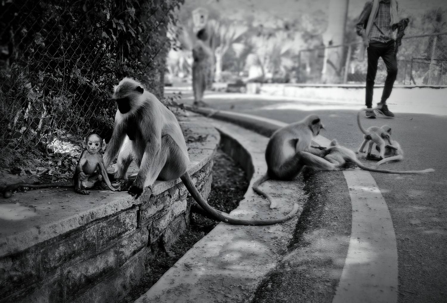 “Street Life: Monkeys and Humanity in Harmony”