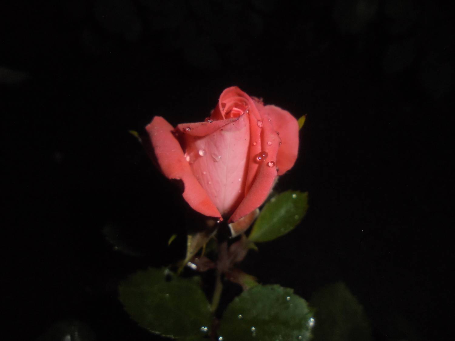 Photo #13663342