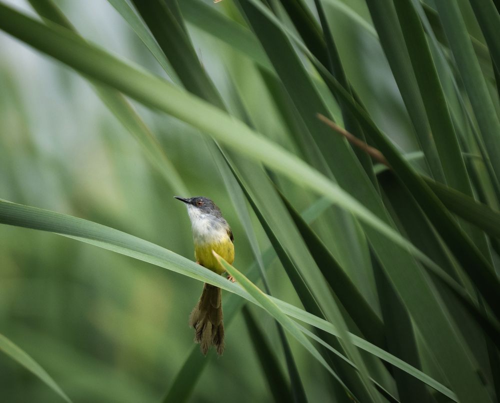 Among the Reeds
