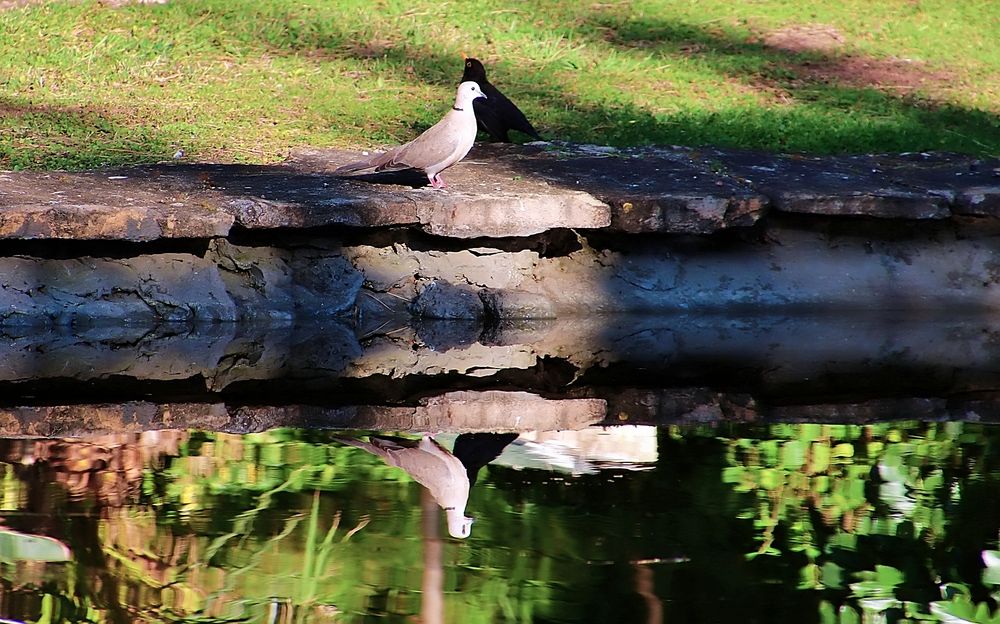 Birds\' reflections