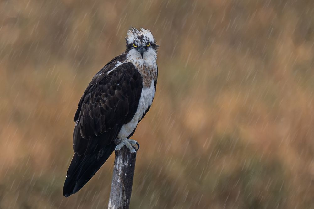 Silence in the rain