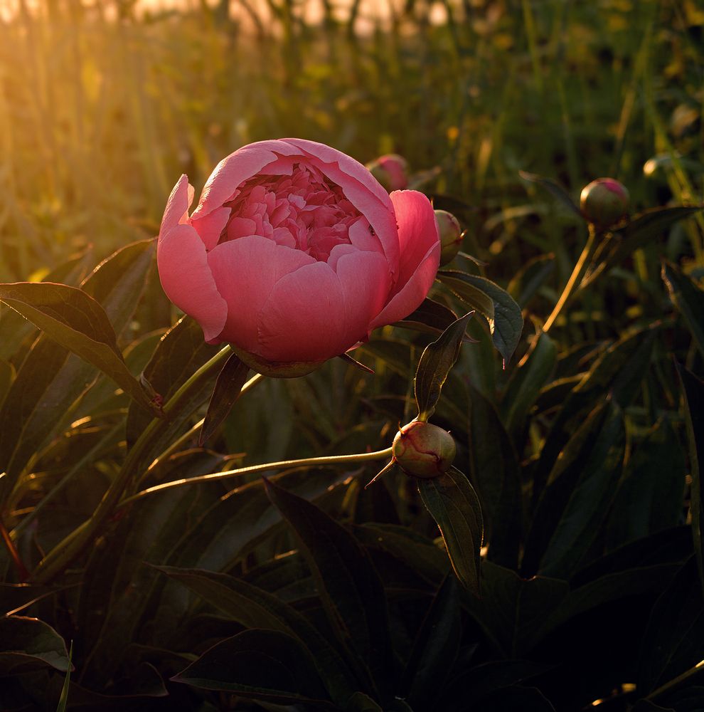 Photograph by Дмитрий Александрович