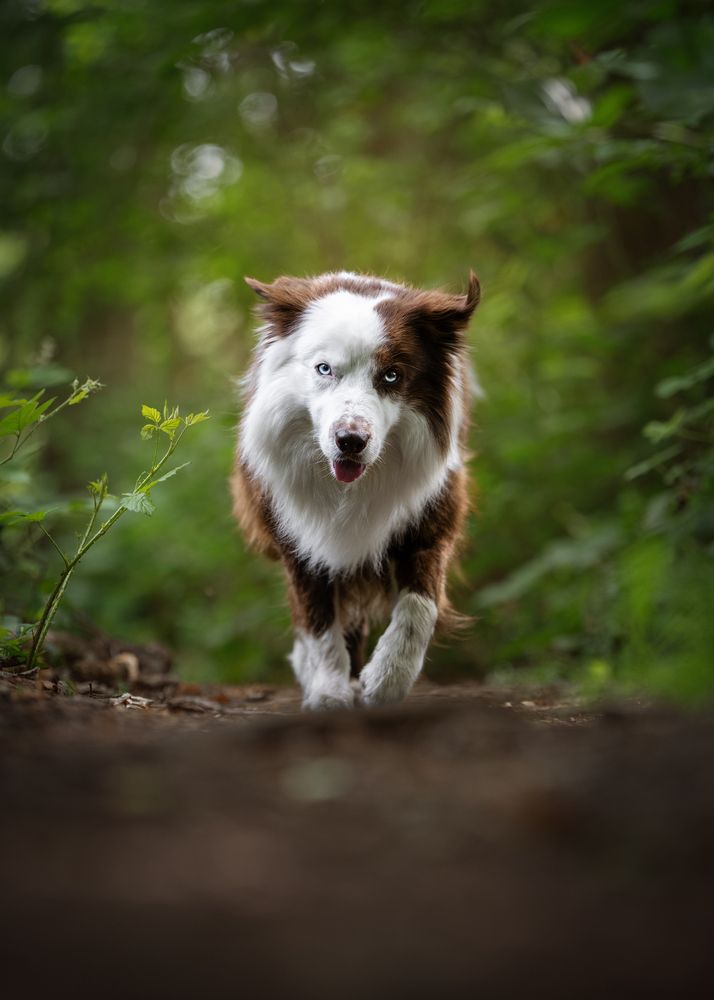 Through the Green