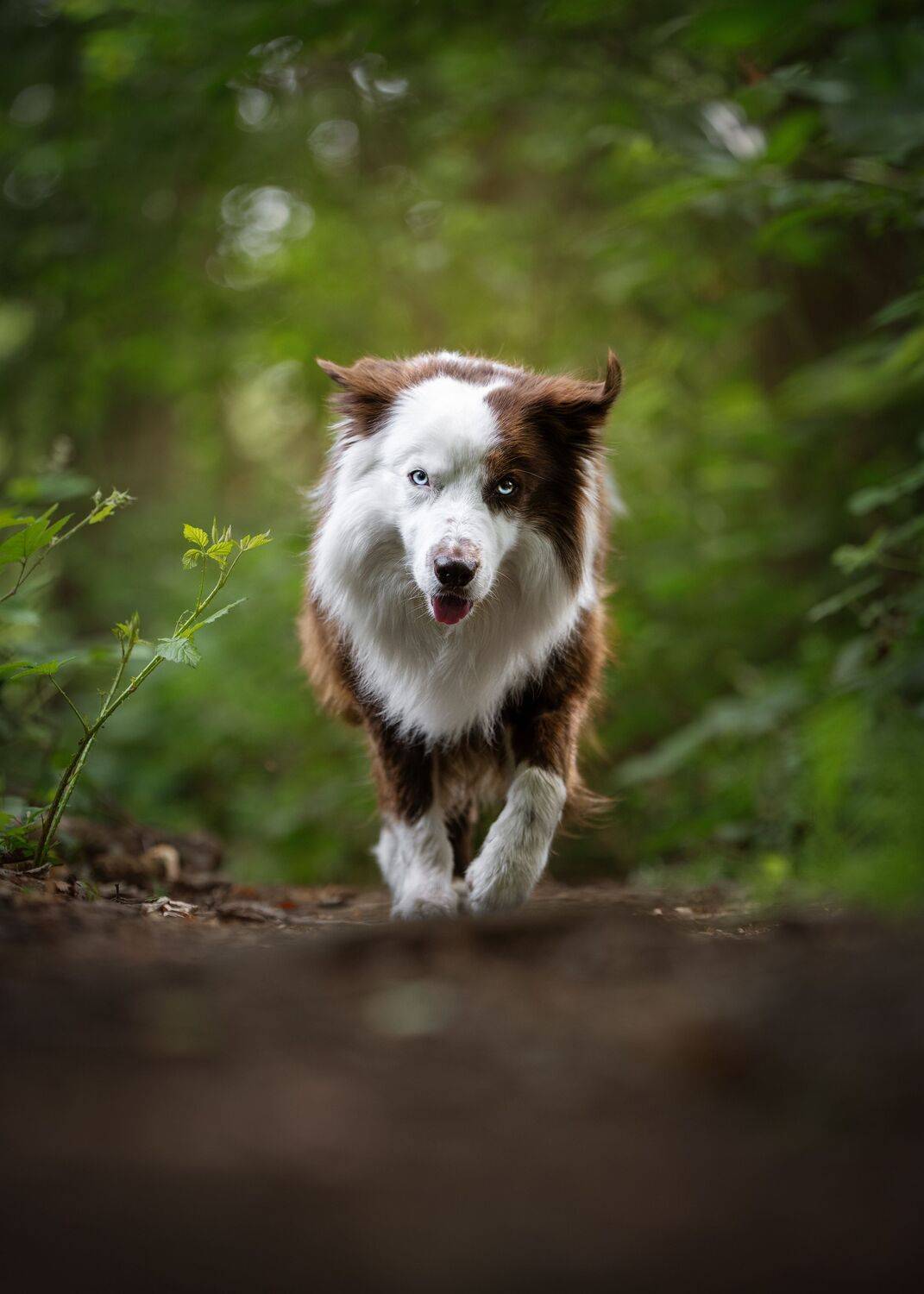 Through the Green