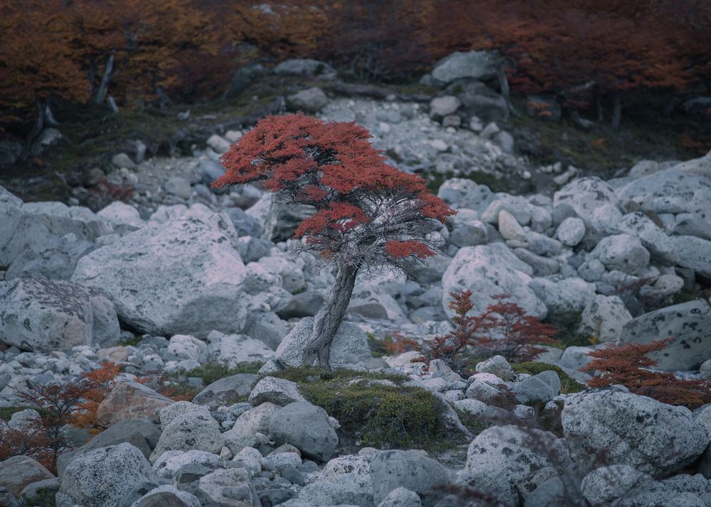 Photograph by Ignacio Bruno Spinetta