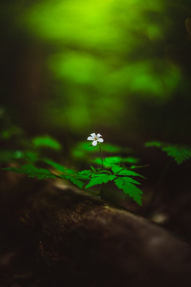 Photograph by Максим Симанчук