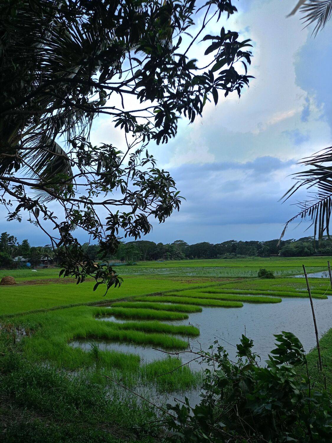 Before the Rain