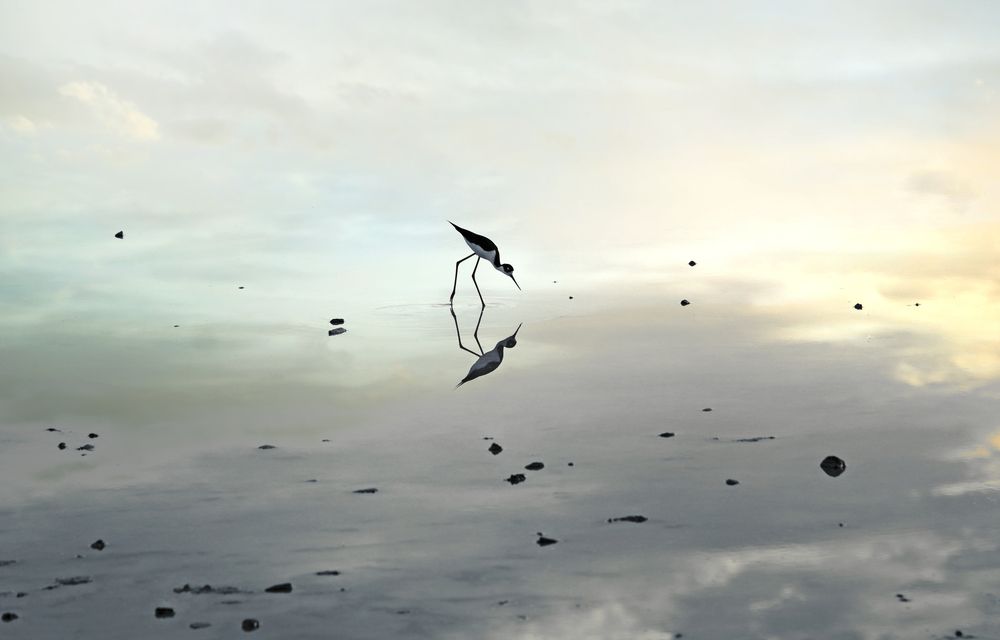 Limbo