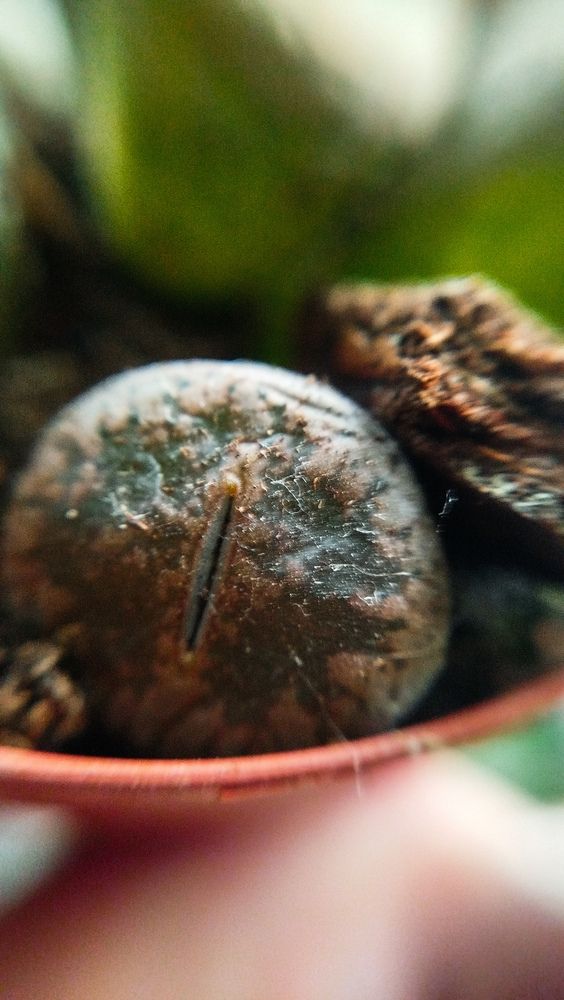 Photograph by Ника Ничай