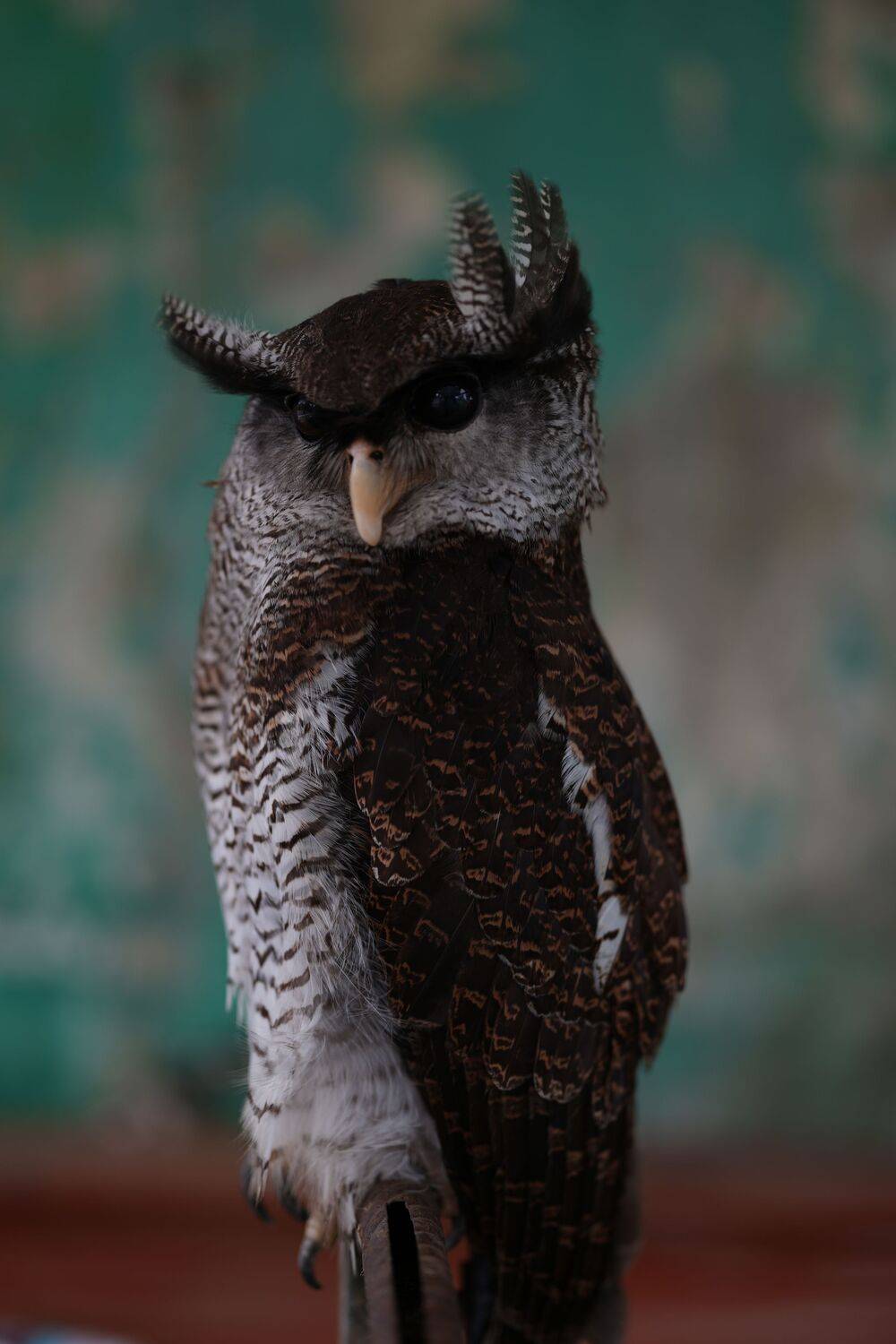 Photo #13664257