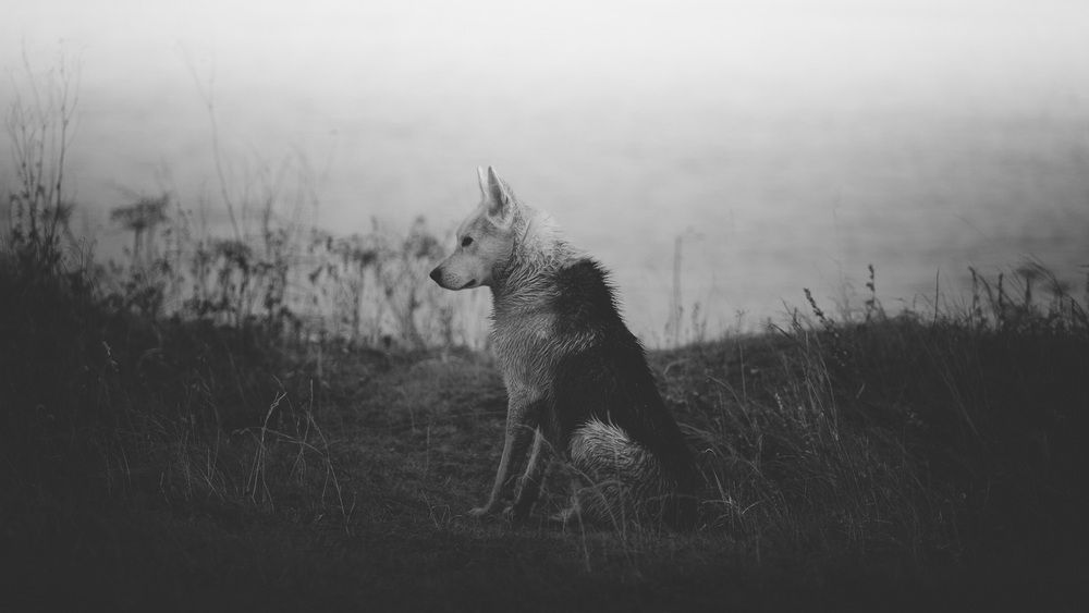 Photograph by Александр Салякаев