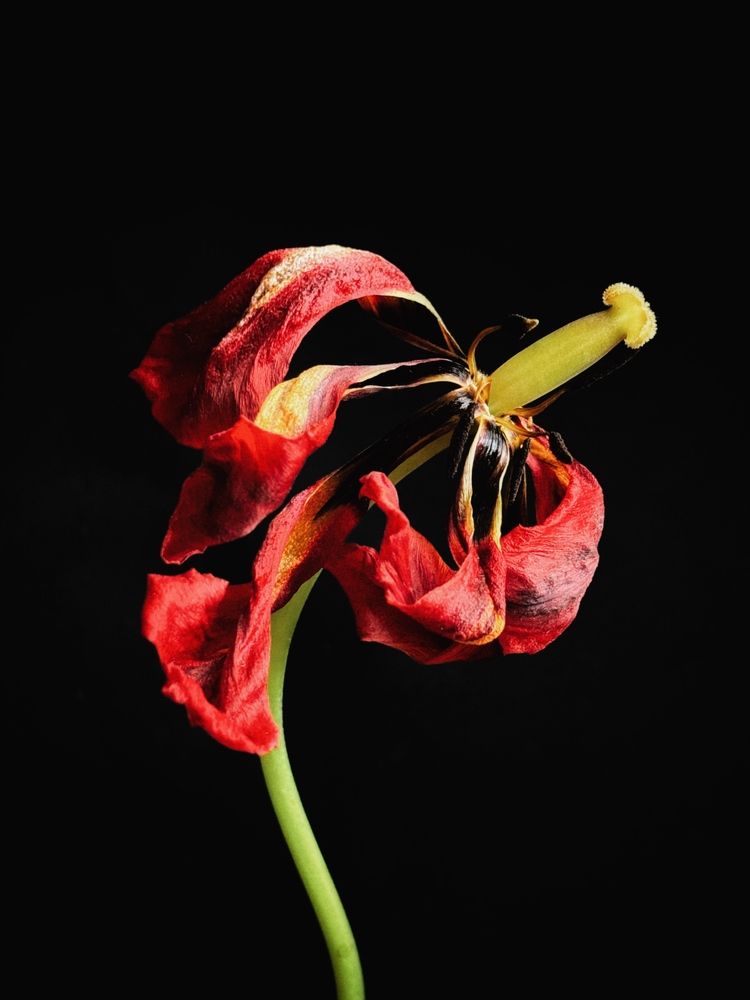 Photograph by Олена Уманцева